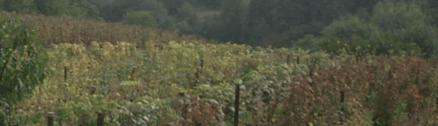 Üdvözöljük a borterasz.hu weboldalon!